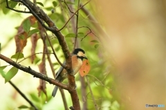 ど～しようかな～♪