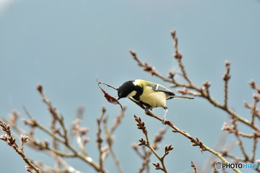 これは食べれるのかな〜？