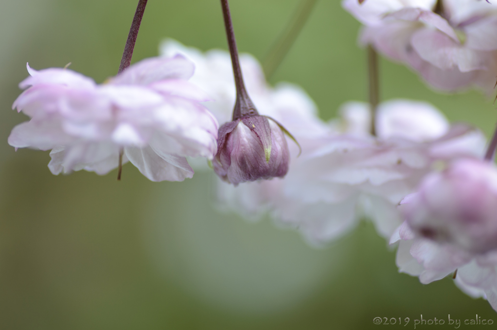 山八重桜 Ⅱ