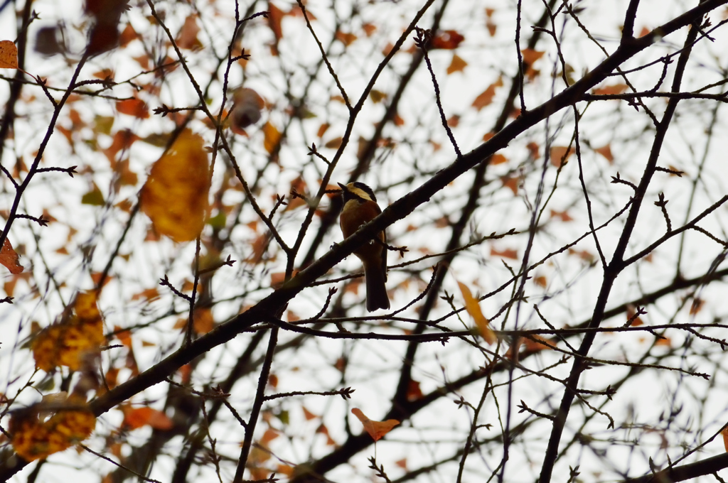 どちらのヤマガラさん？