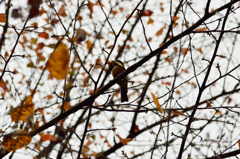 どちらのヤマガラさん？