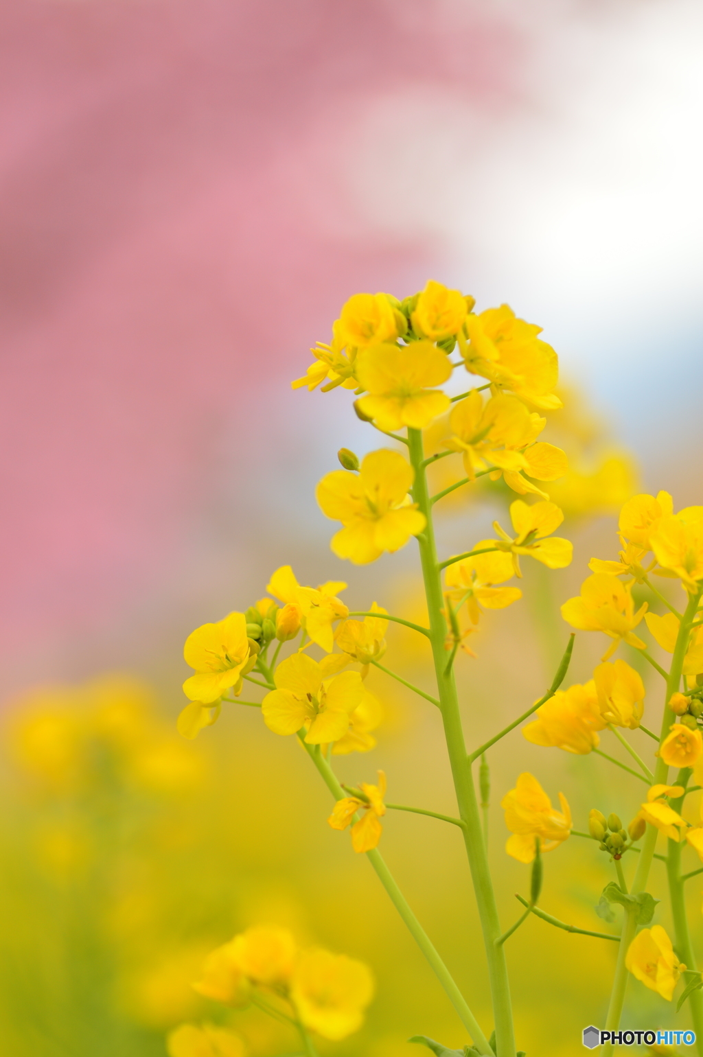 花に華を添える Ⅱ