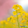 花に華を添える Ⅱ