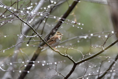 雨 時々 雪