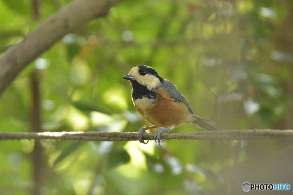 裏庭に訪れるヤマガラ