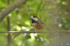 裏庭に訪れるヤマガラ