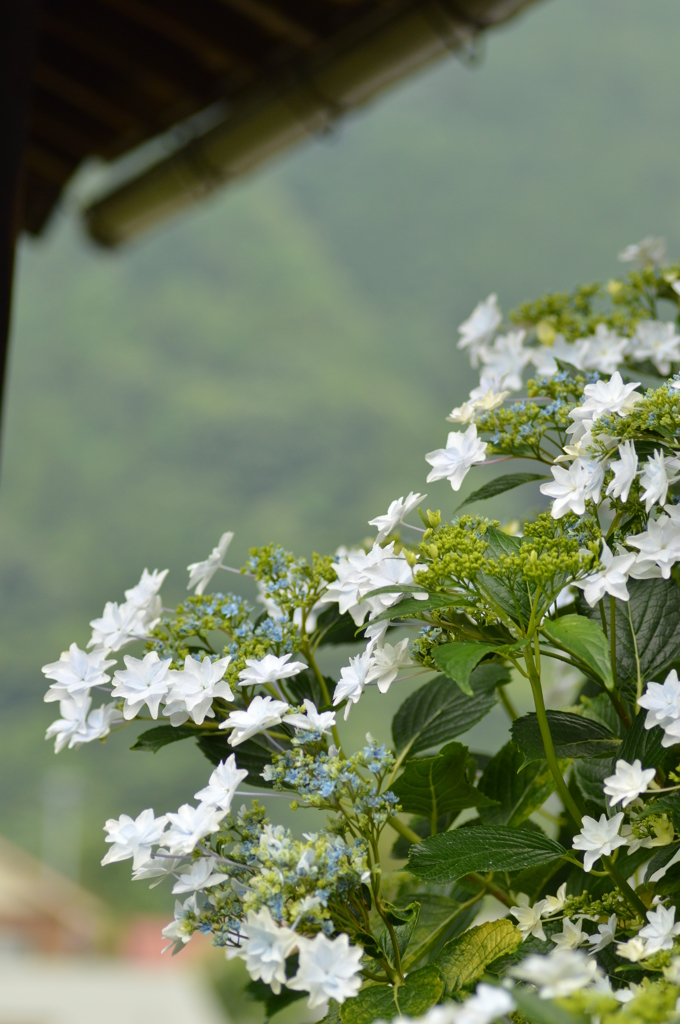 軒下の華火
