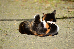 ゴミだらけ…