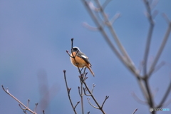 風のように爽やかに 風のように爽やかに