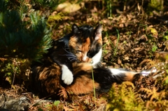 陽だまりの猫