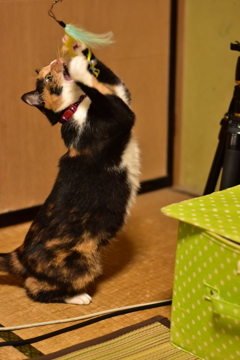 捕まえるニャ〜