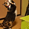 捕まえるニャ〜