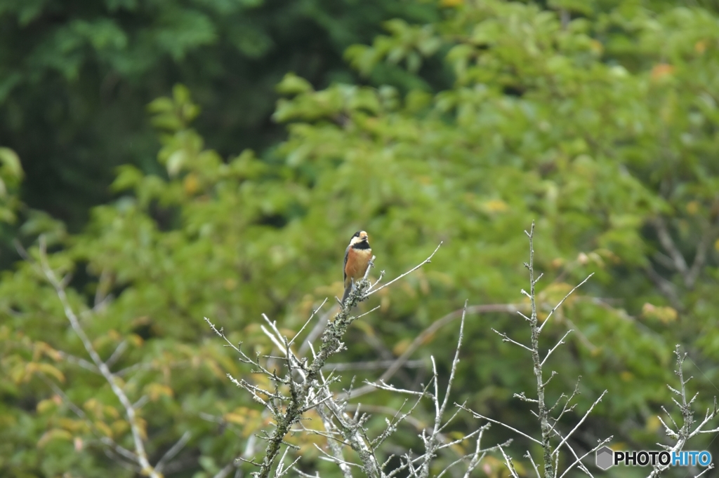 富士山の麓にて