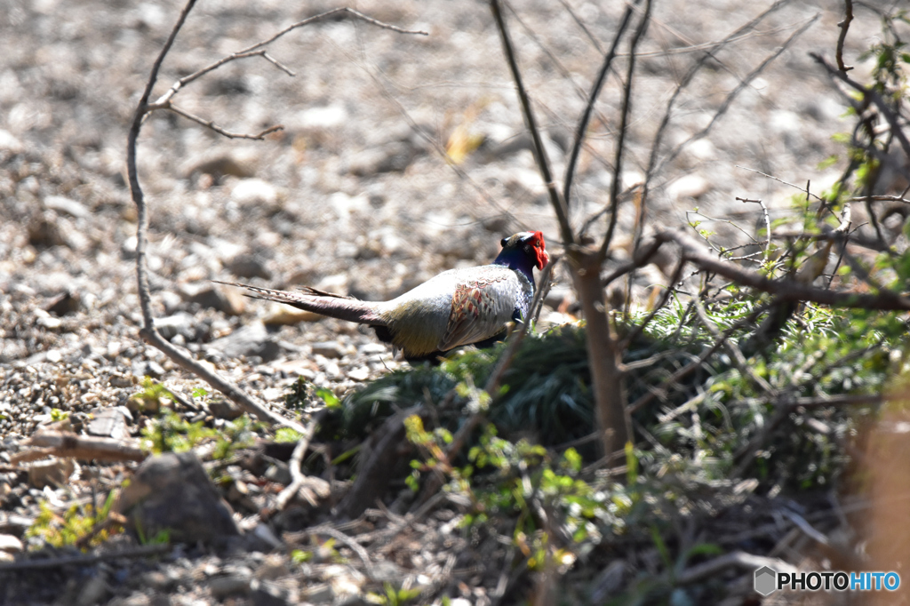 知らないうちに歩いていた雉