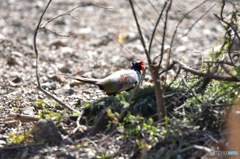 知らないうちに歩いていた雉