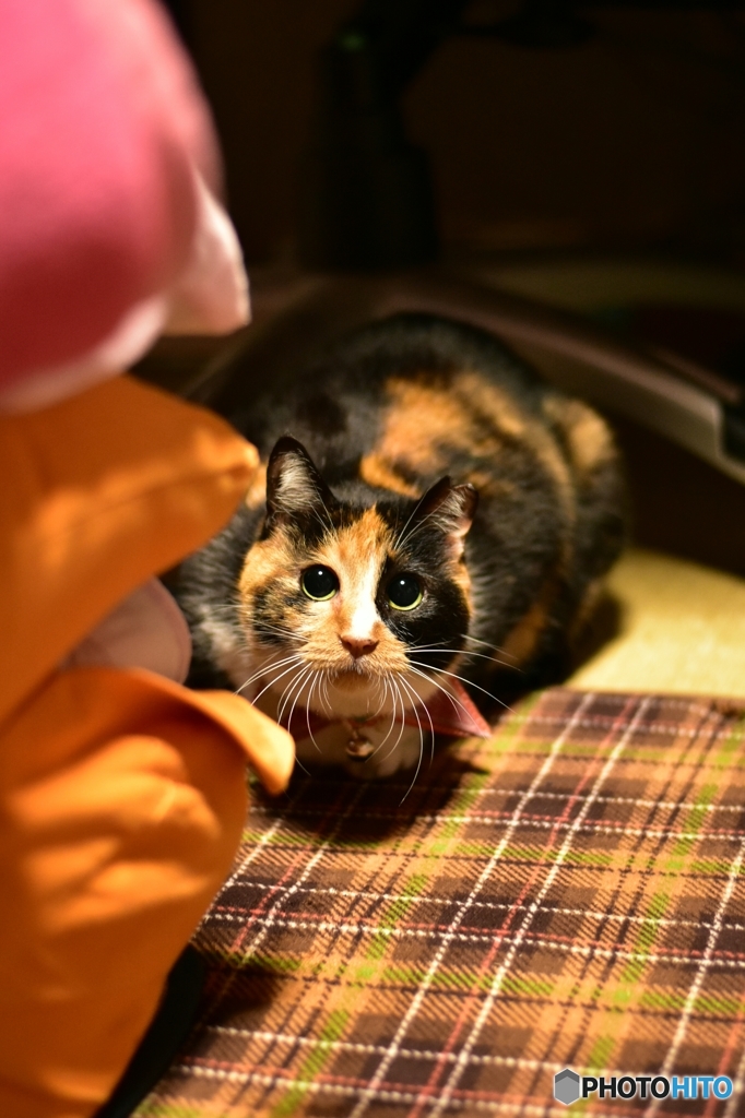 なんかくれるニャ？