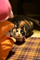なんかくれるニャ？