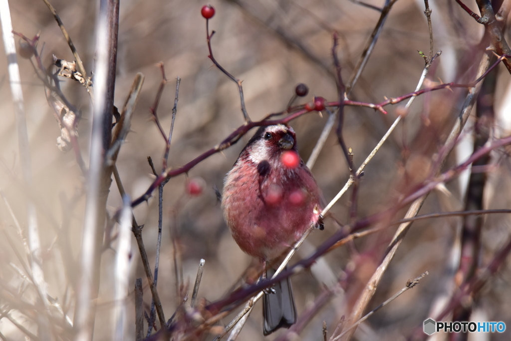 赤い実は食べないよ
