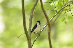 単身この地へ Ⅱ