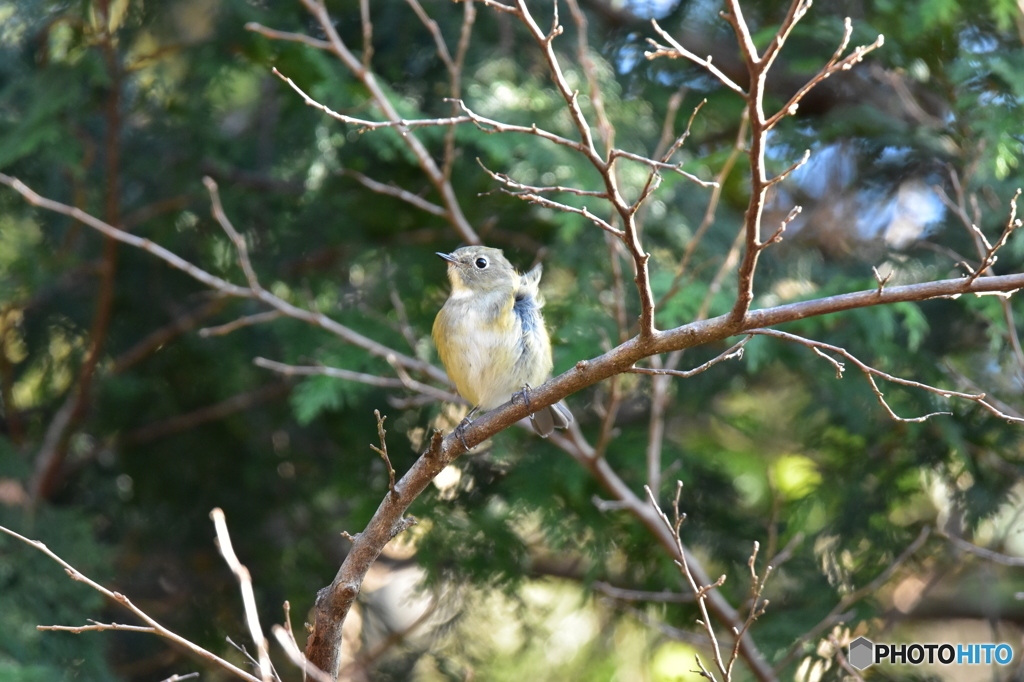 北風に吹かれて
