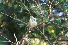 北風に吹かれて