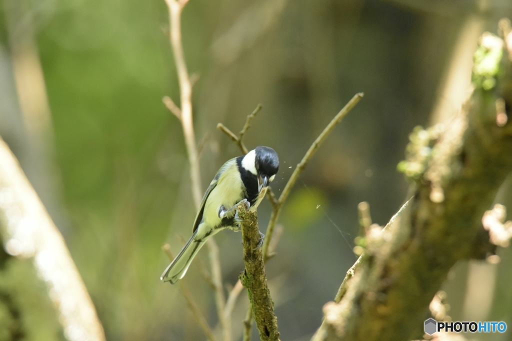 軽快なシジュウカラ