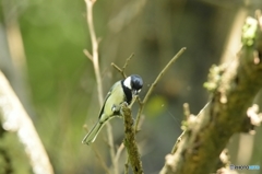 軽快なシジュウカラ 軽快なシジュウカラ
