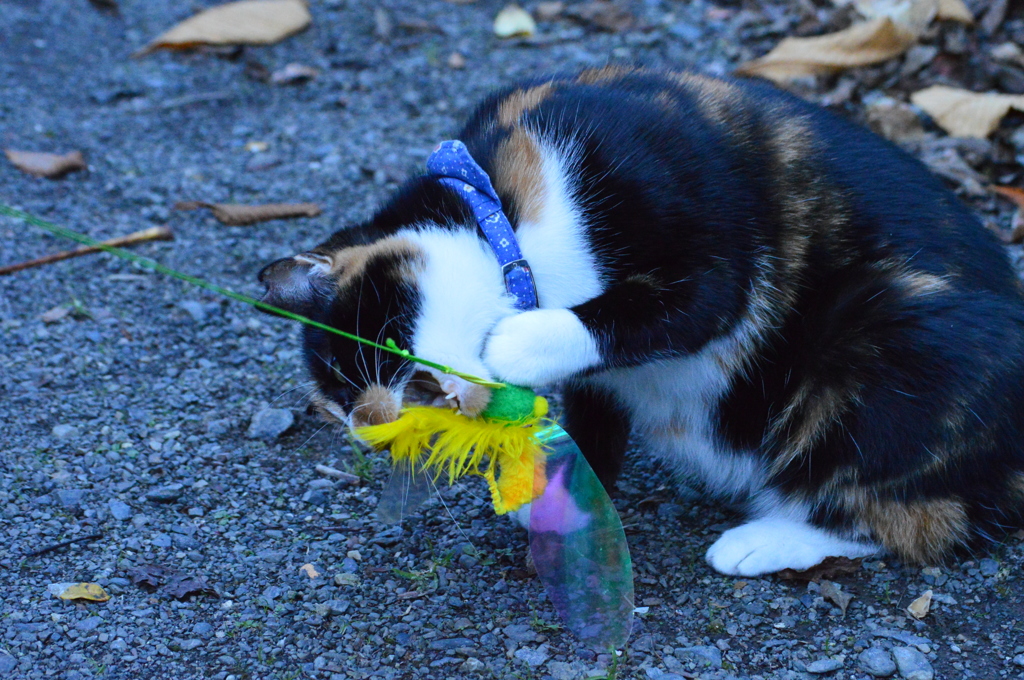 新しいおもちゃ③