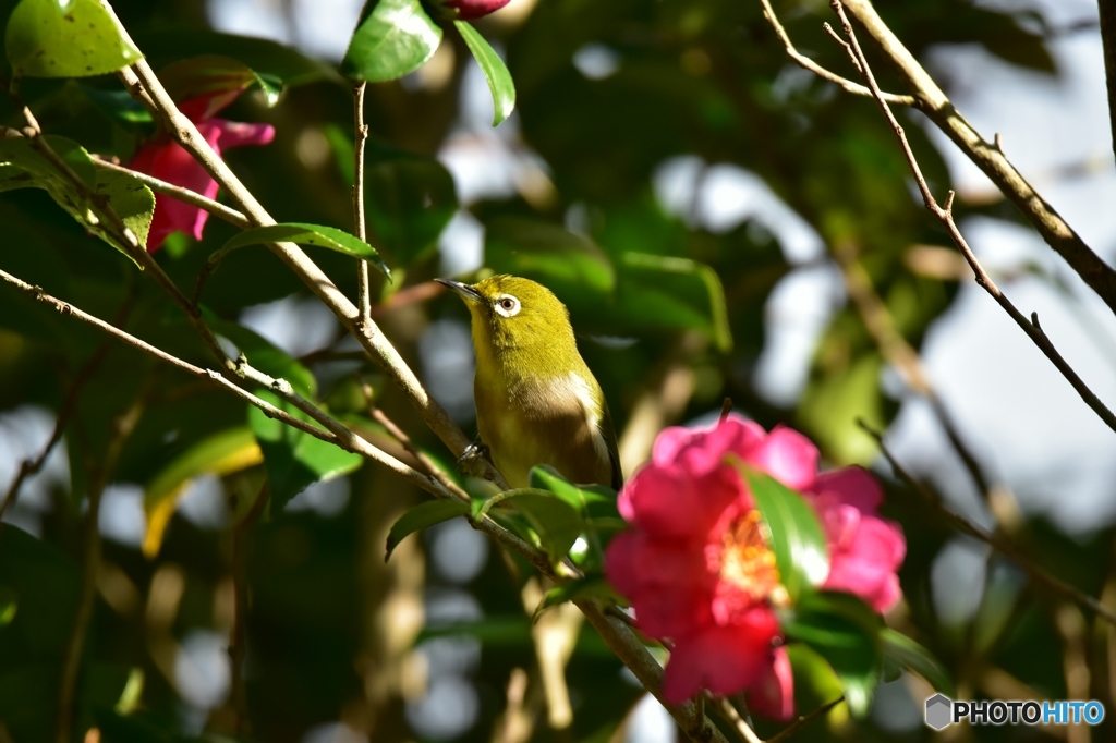 山茶花とメジロ