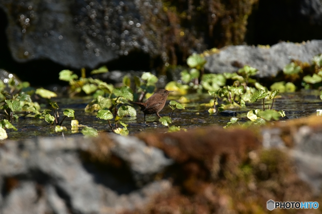 朝の山葵田の風景