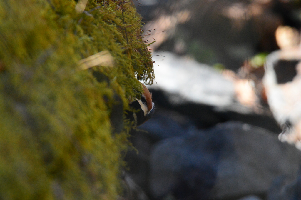 ここなら誰にも…