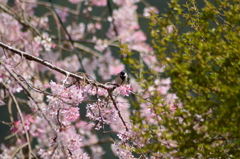 枝垂れ桜とシジュウカラ