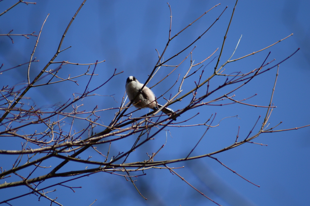アイシャドウが眩しいエナガ