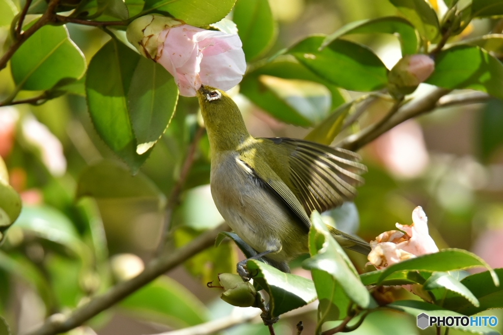 椿の花めがけて