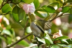 椿の花めがけて