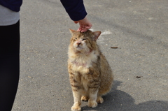 ニャンゴ