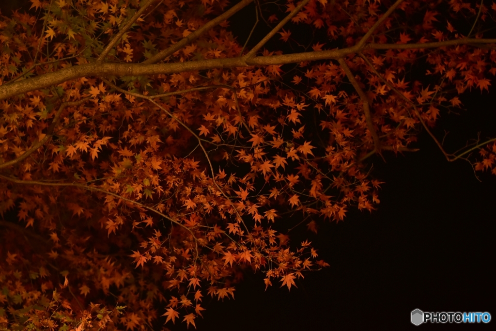 ヤマガラ餌台付近の紅葉