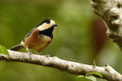 楽しみにしていたのに…