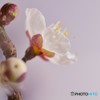 花開く