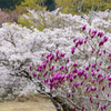 紫木蓮と染井吉野
