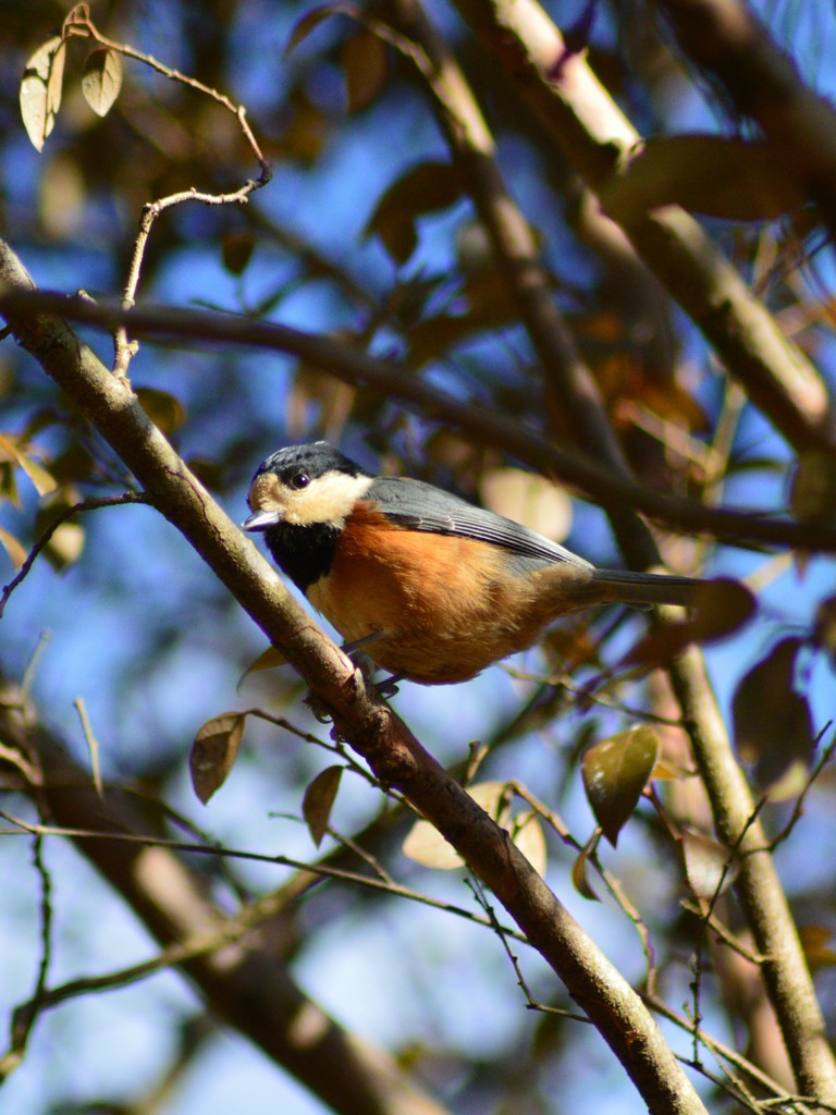 教えてあげないよ～