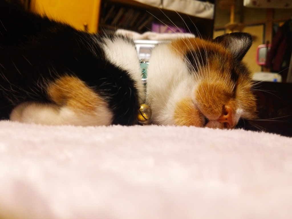 よく眠ります
