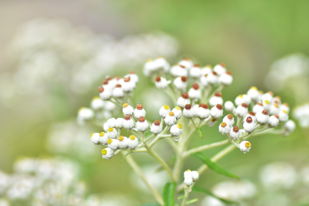 白根御池小屋にて　～ヤマハハコ～