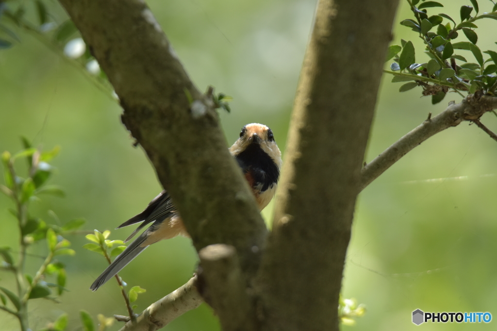 ピー助 元気してた？