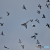 鳩を襲撃するオオタカ ①