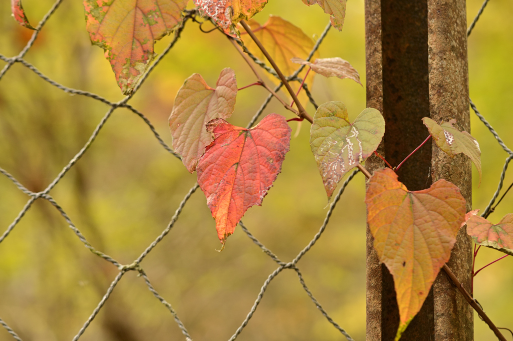 移りゆく色  Ⅳ