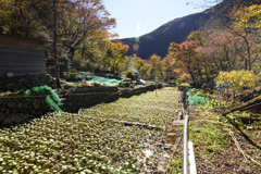 山粧う Ⅴ
