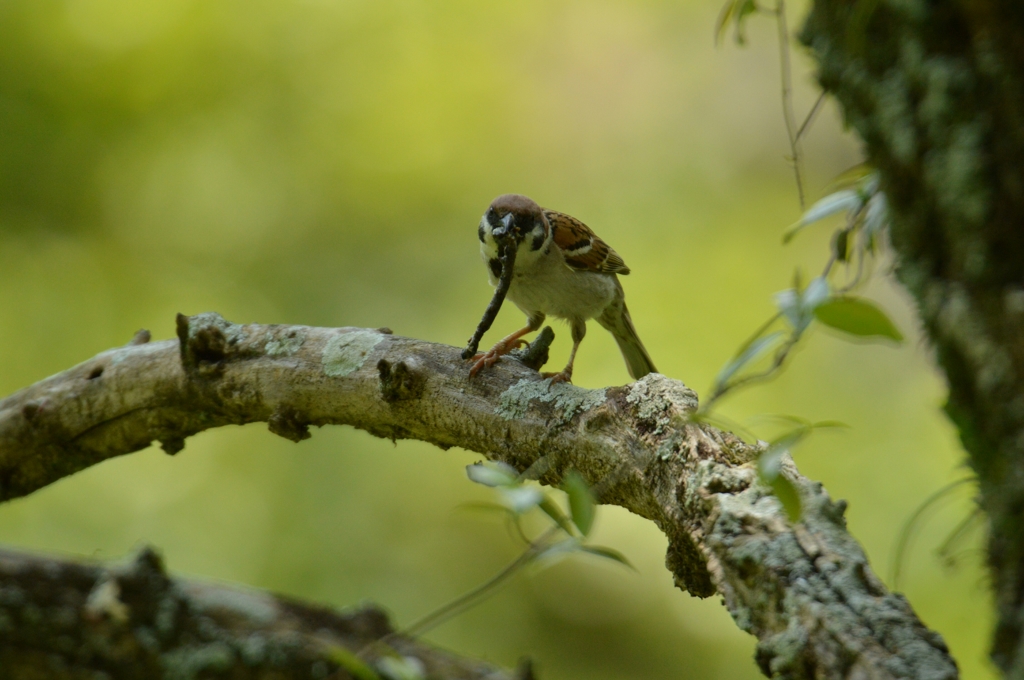 スズメの食事② み～た～な～