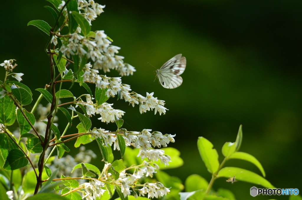 ウツギの花に集まる蝶達 Ⅱ