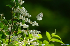 ウツギの花に集まる蝶達 Ⅱ